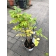 Podpera rastlín 70cm